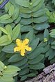 164 - Butchard Gardens  - IMG_1634